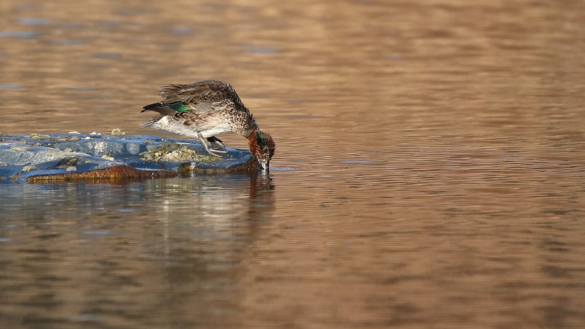 Green-winged Teal - ML517109391