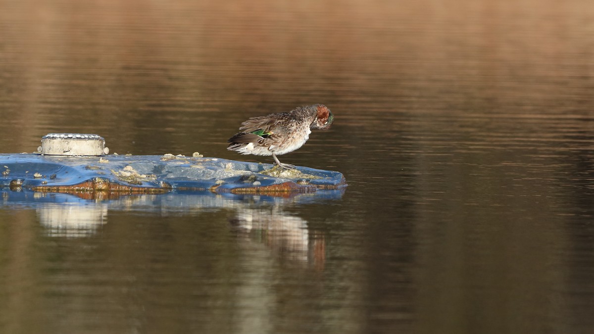 Green-winged Teal - ML517109401