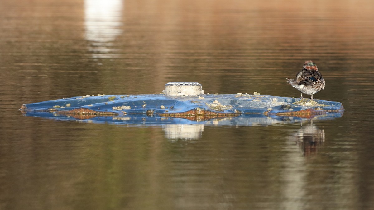 Green-winged Teal - ML517109431