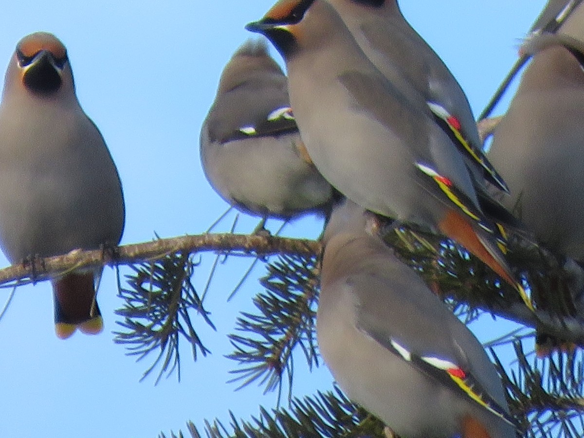 Bohemian Waxwing - ML517109771