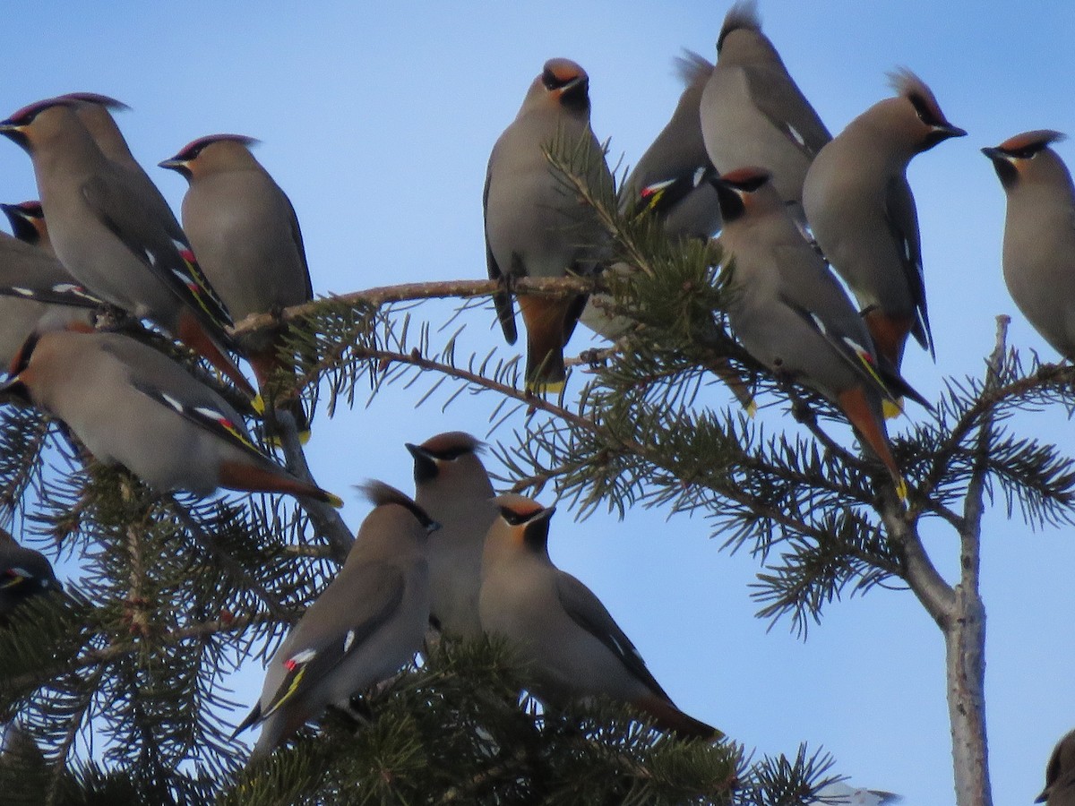 Bohemian Waxwing - ML517109881