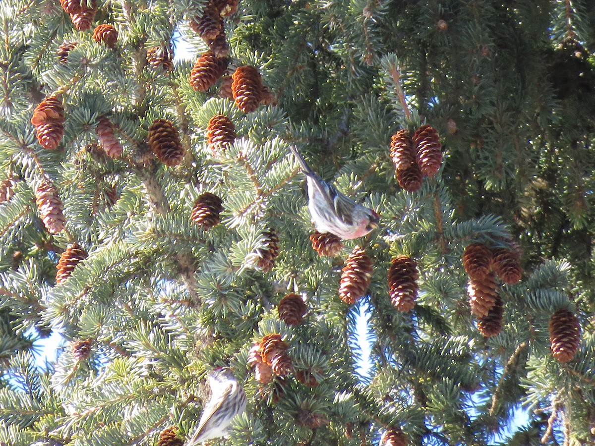 Common Redpoll - Eric Pratt