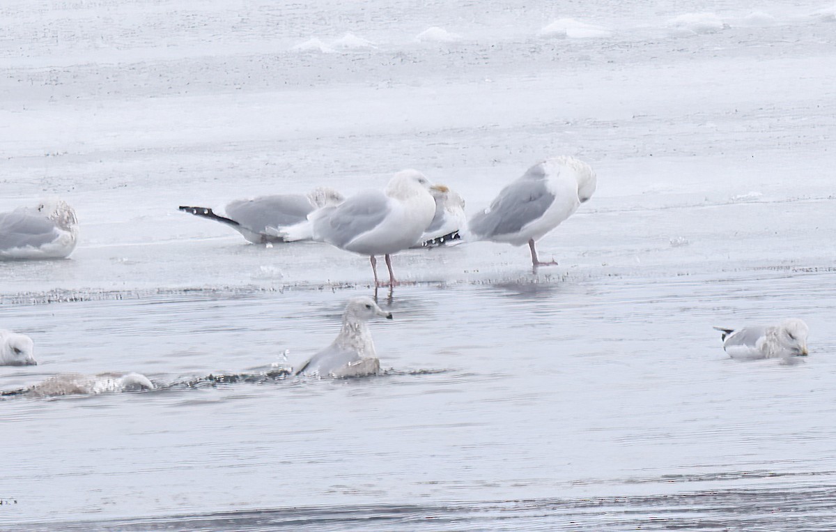 Iceland Gull - ML517112231