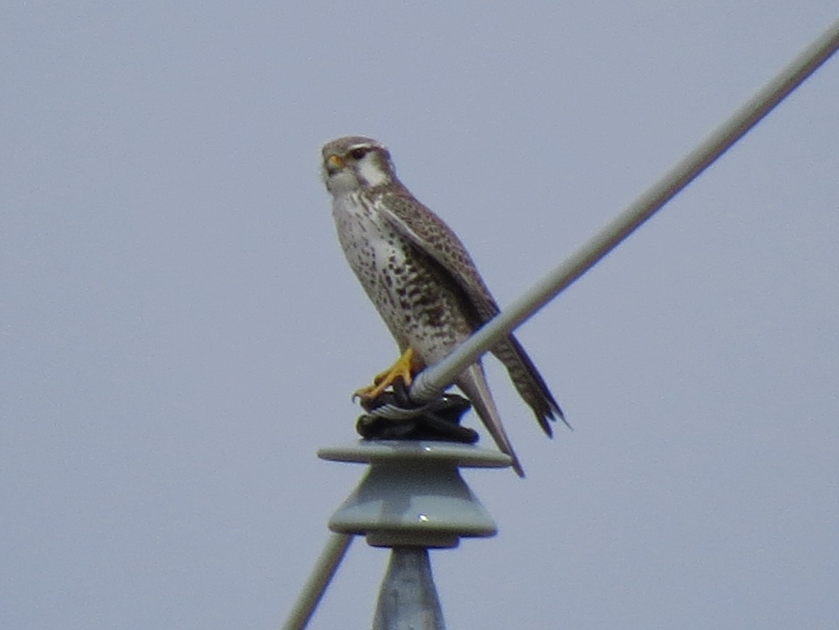 Prairie Falcon - Sherree Sheide
