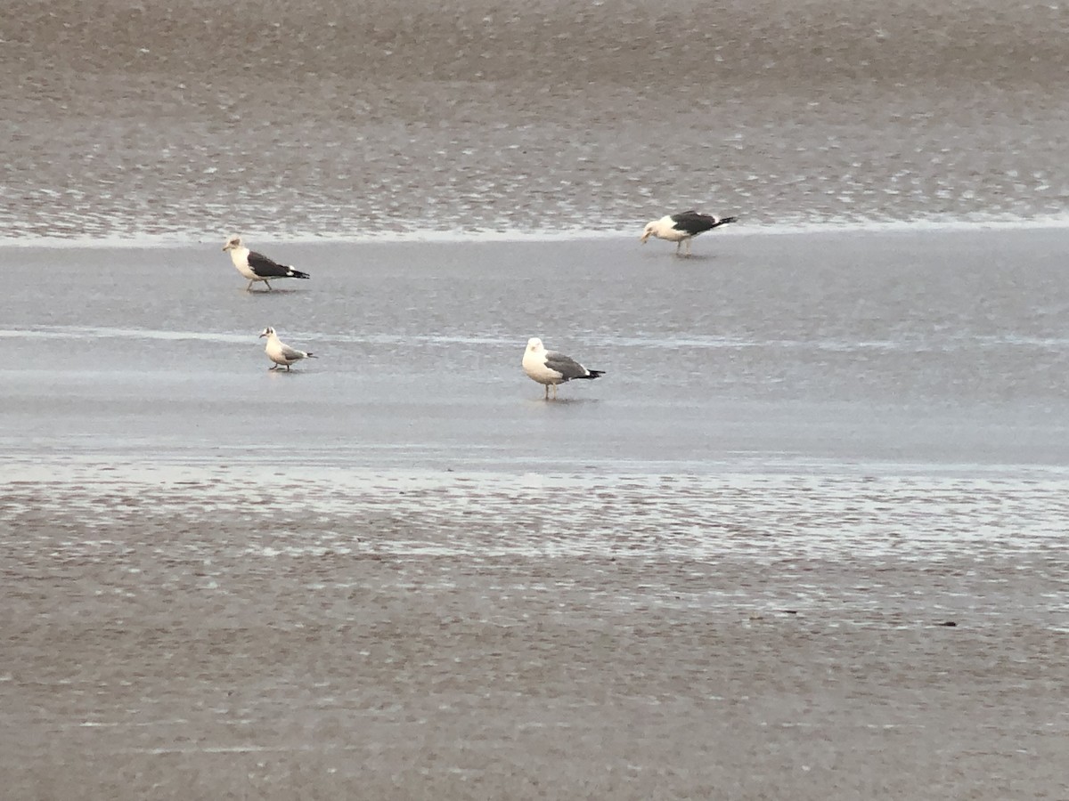 Yellow-legged Gull - ML517114351