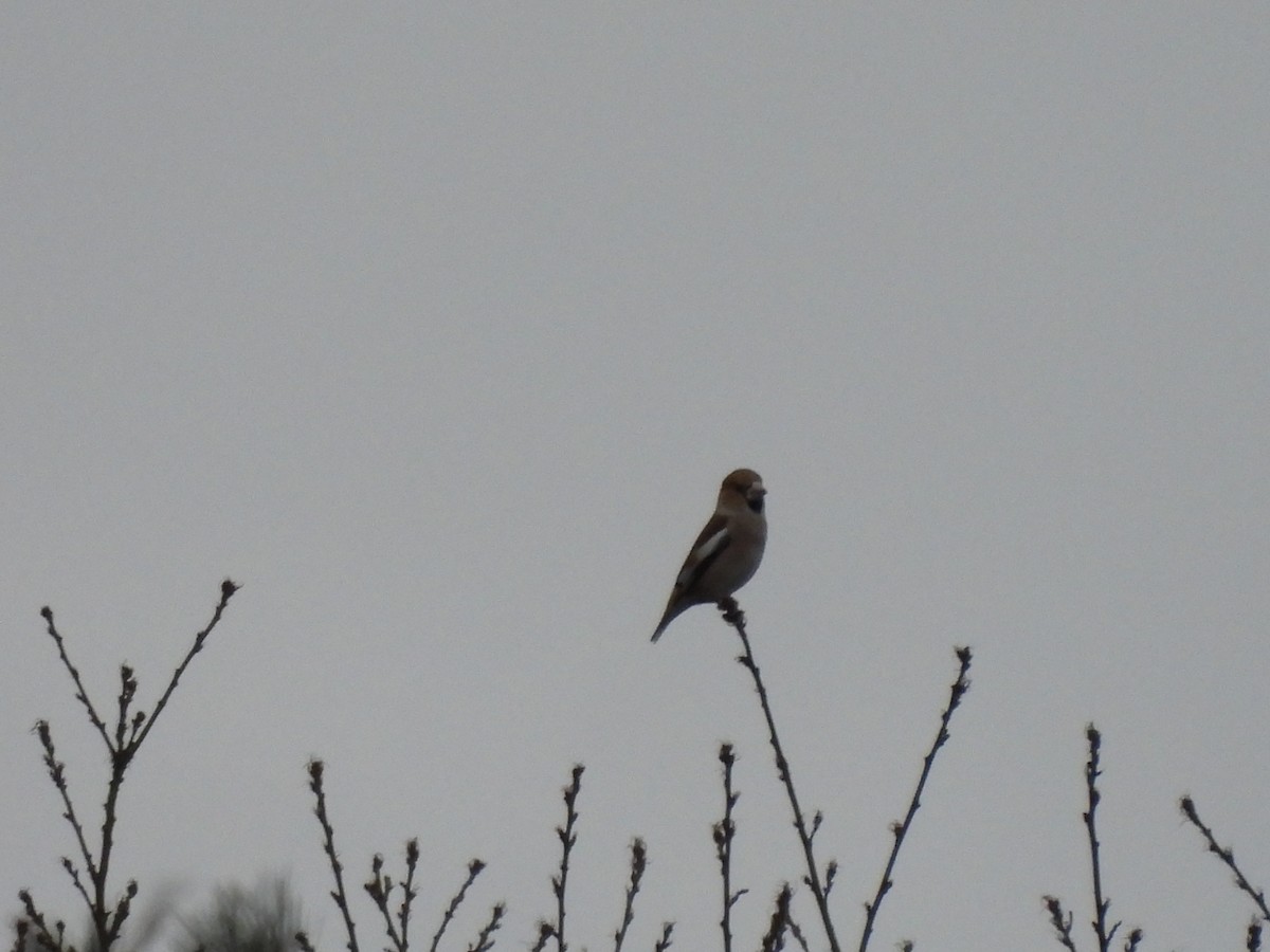 Hawfinch - ML517115181