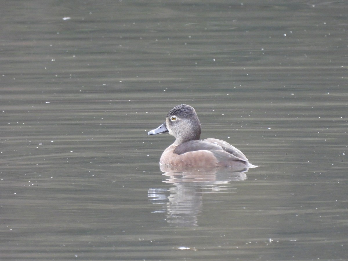 Ring-necked Duck - ML517116041