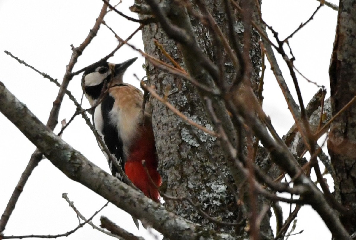 Great Spotted Woodpecker - Thomas Rickfelder