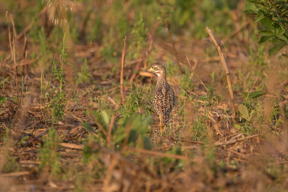 Spotted Thick-knee - ML517117251