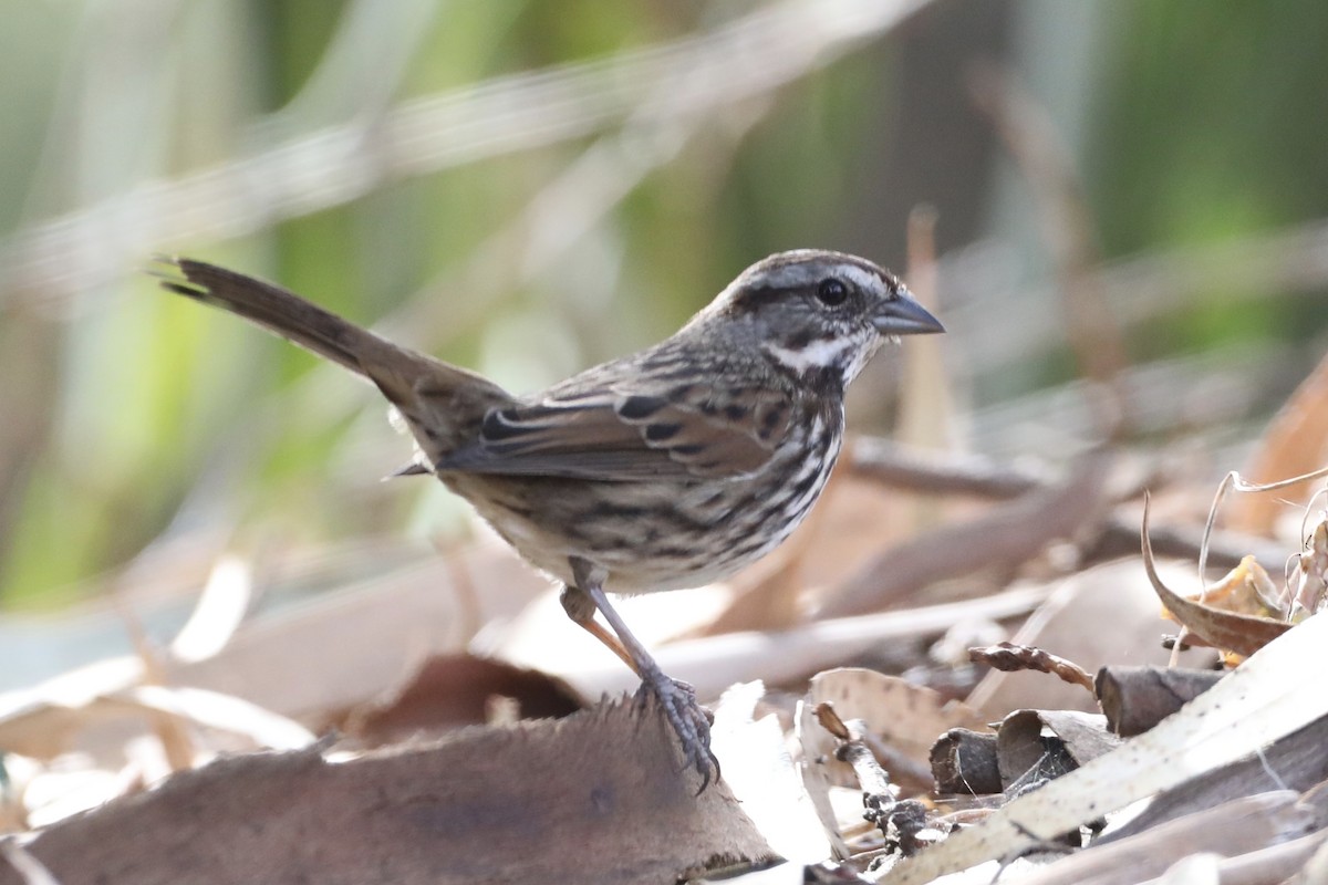 Song Sparrow - ML517117331