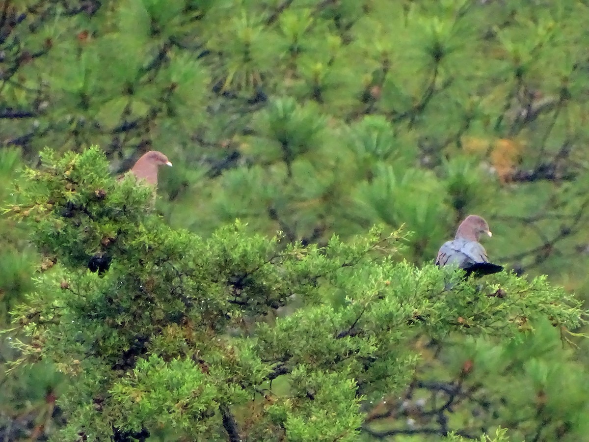 Red-billed Pigeon - ML51711771