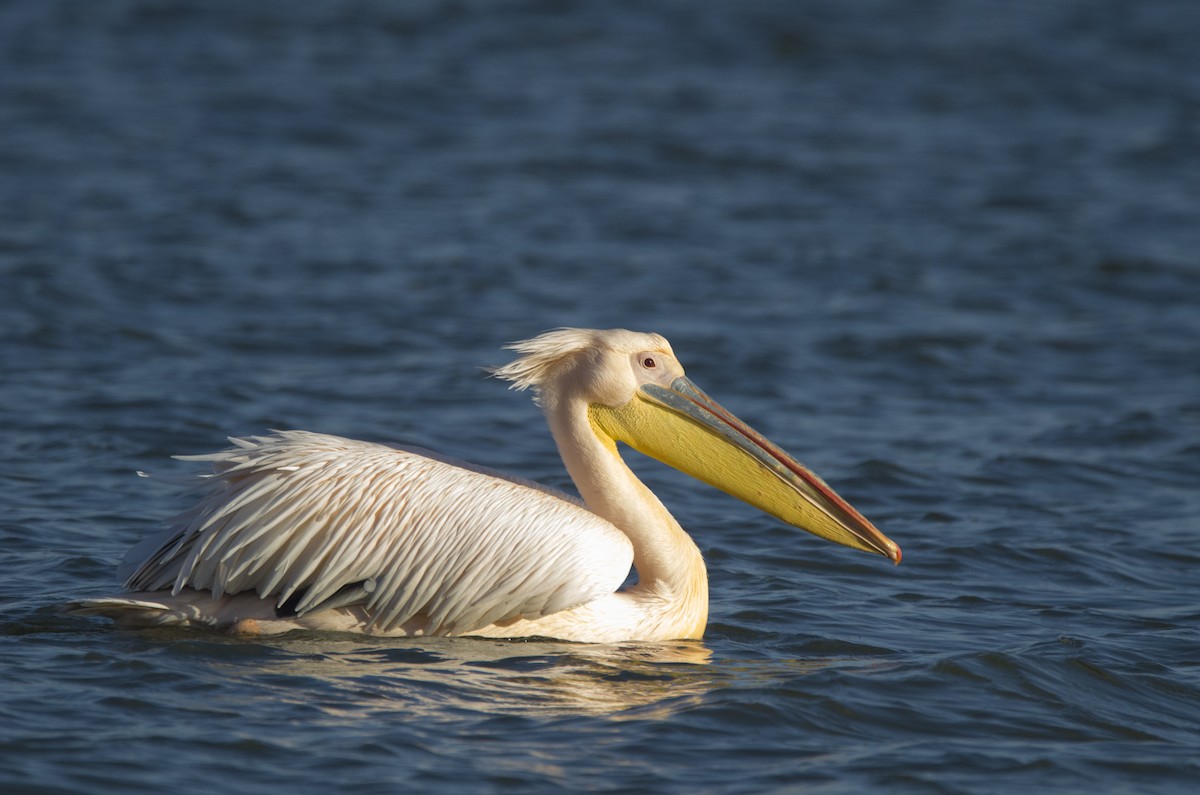 pelikán bílý - ML517117771