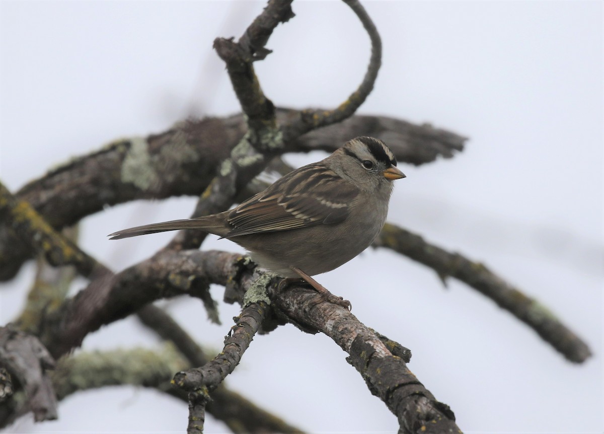 White-crowned Sparrow (pugetensis) - ML517118481