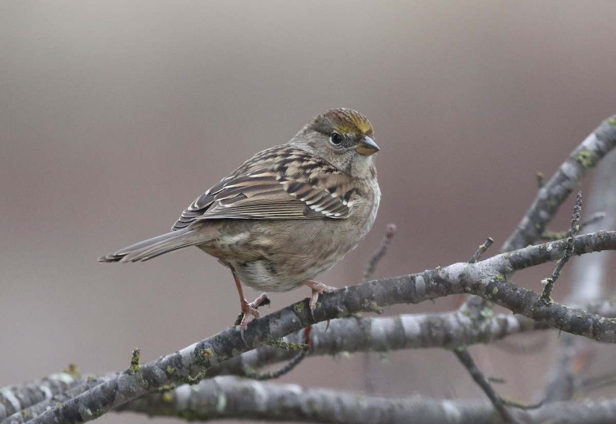 Golden-crowned Sparrow - ML517118561
