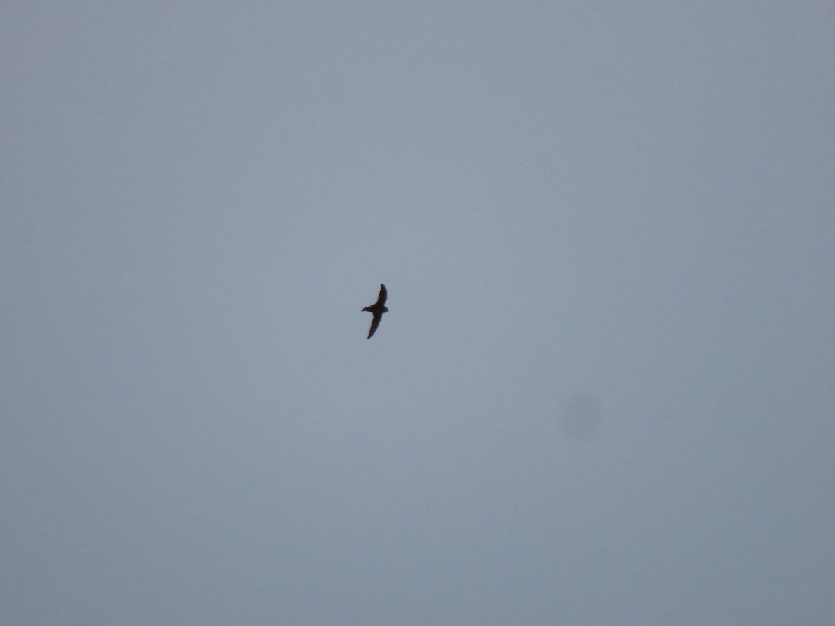 Black Swift - ML517118581