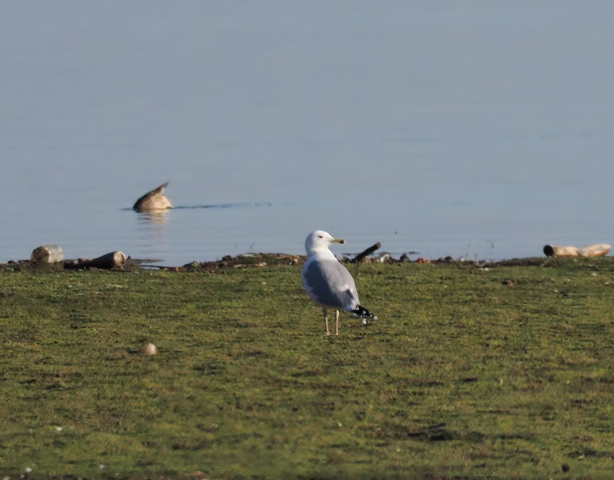 Caspian Gull - Andrew Whitehouse