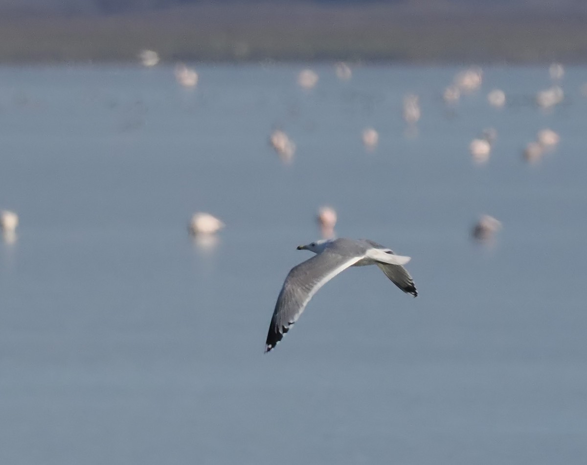 Caspian Gull - ML517119001