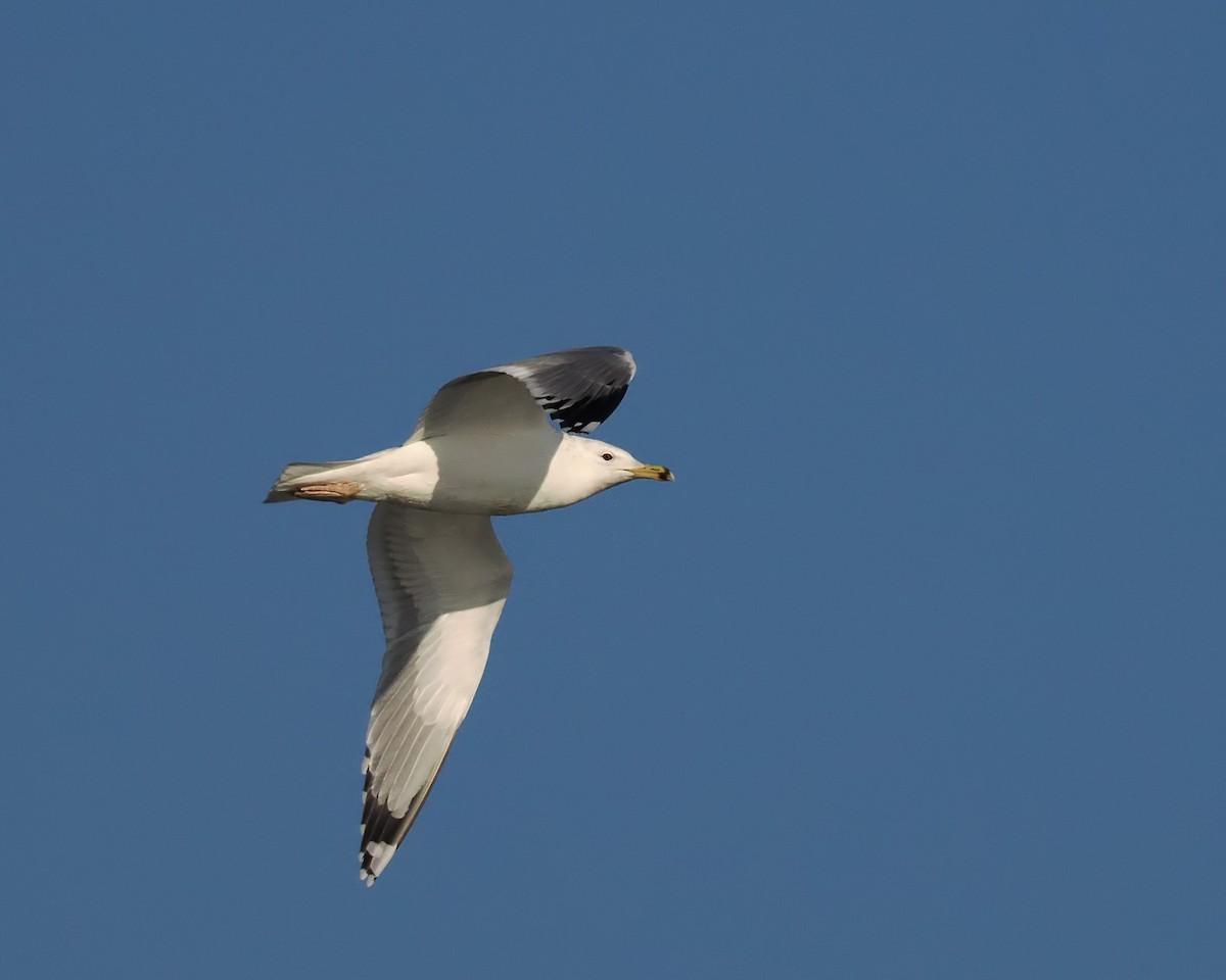 Caspian Gull - ML517119021