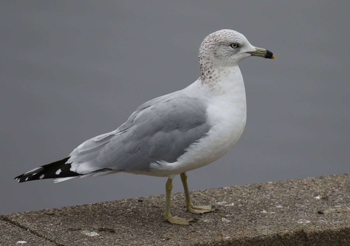 Ring-billed Gull - ML517119221