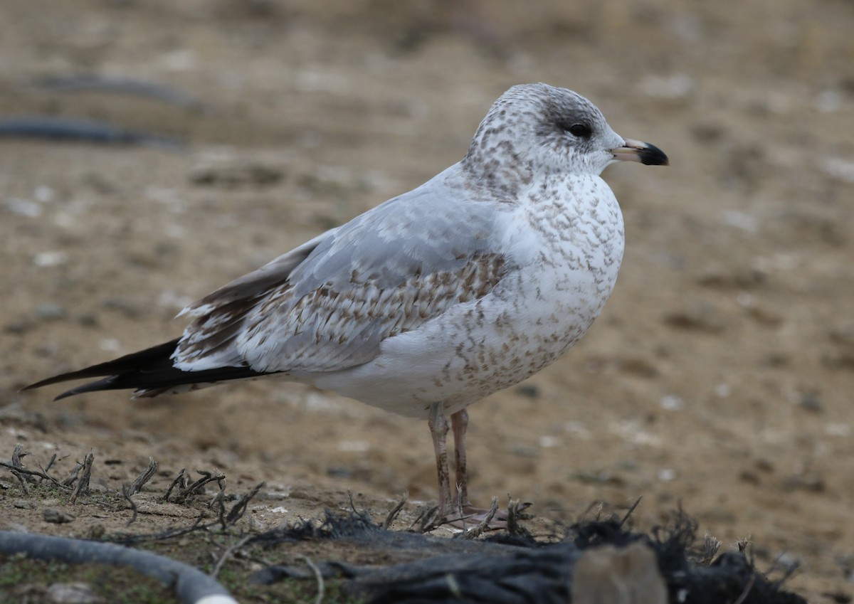 Ring-billed Gull - ML517119251