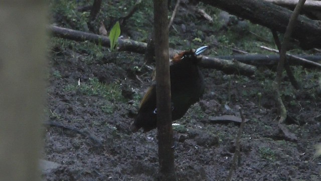 Magnificent Bird-of-Paradise - ML517119291