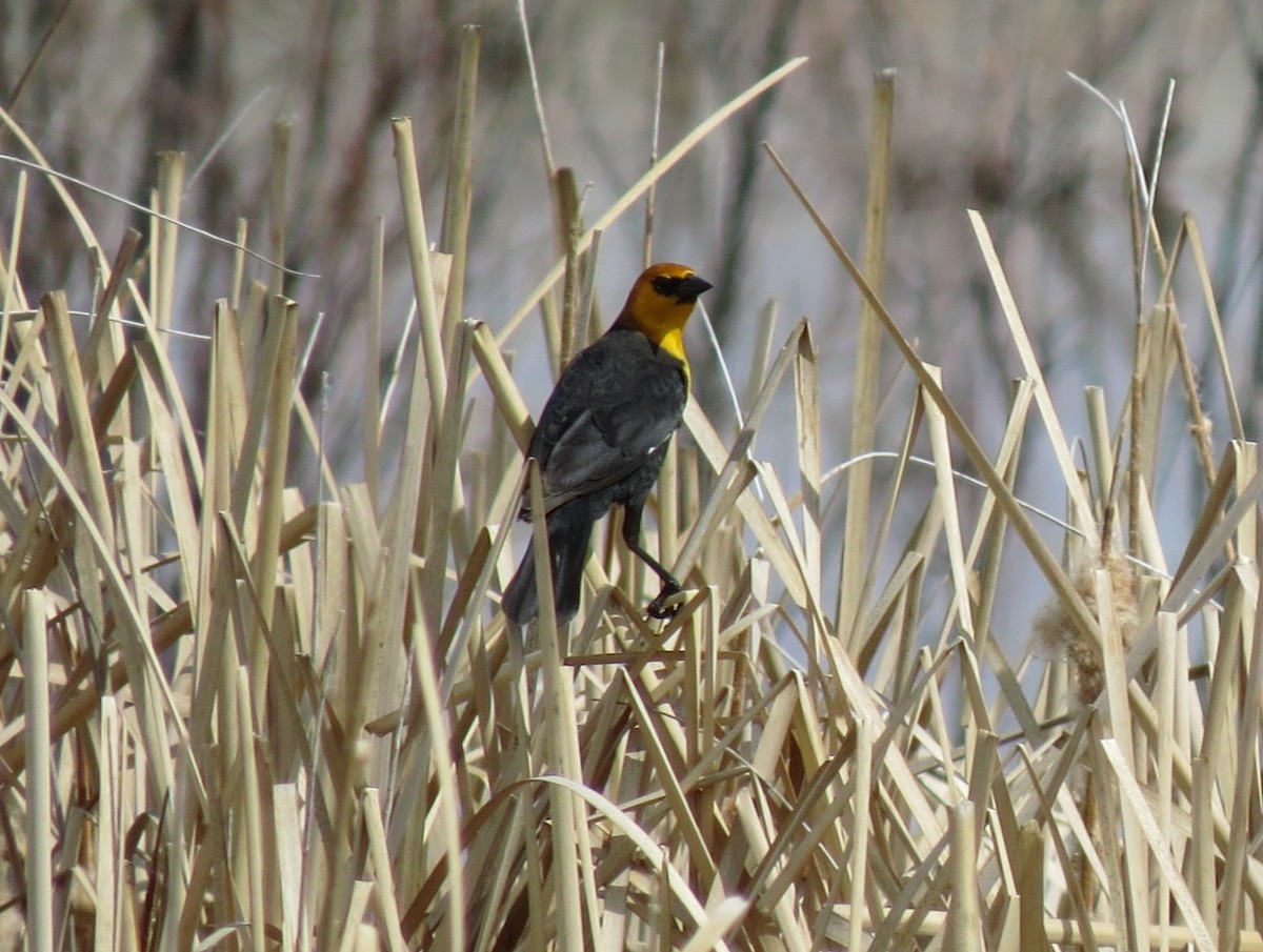 Yellow-headed Blackbird - ML51711961