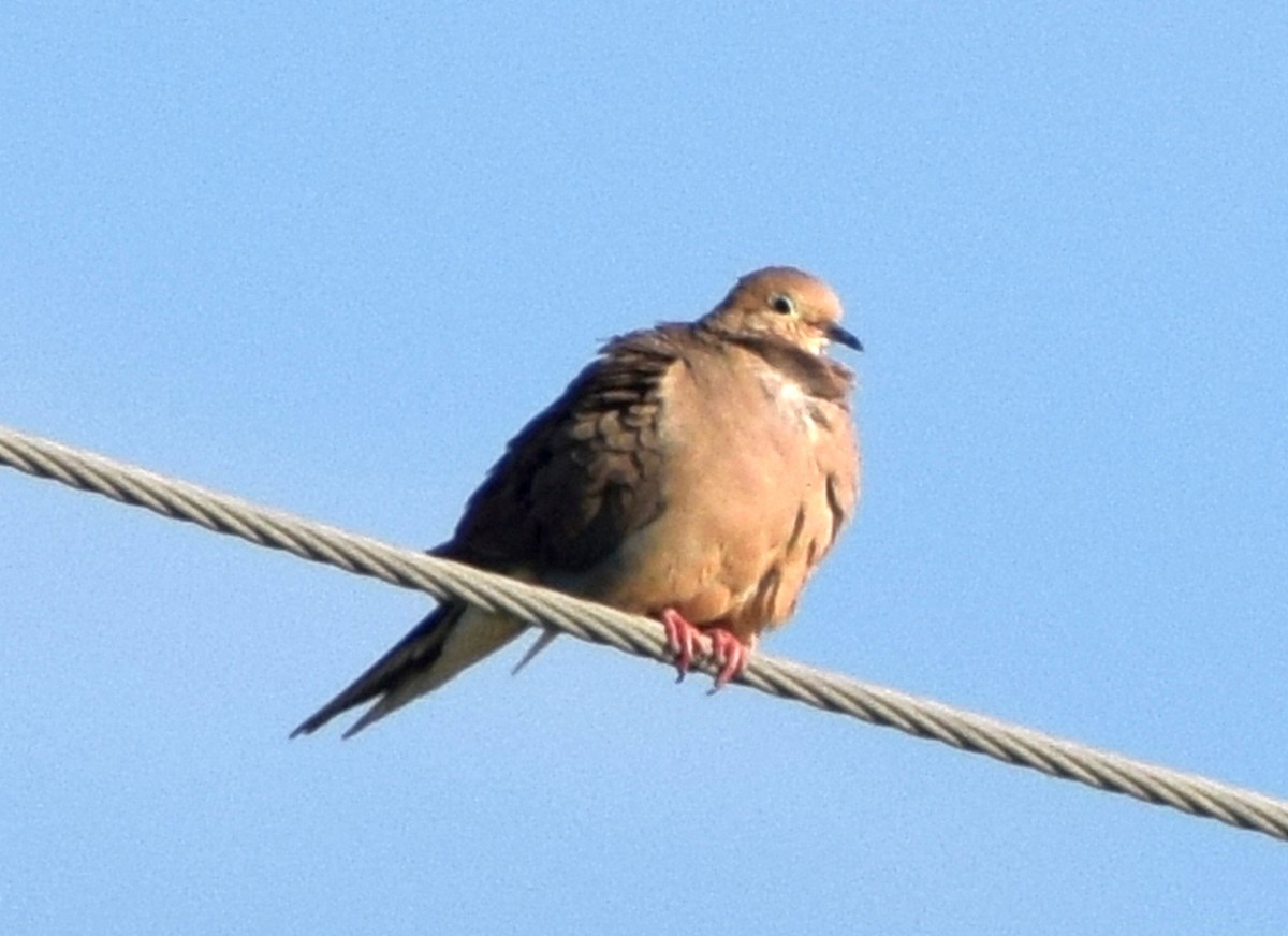 Mourning Dove - ML517120601