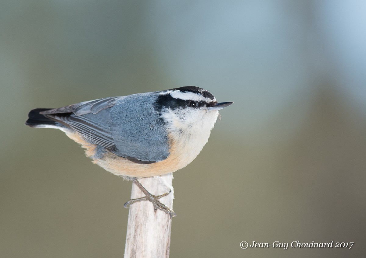 Red-breasted Nuthatch - Jean Guy Chouinard