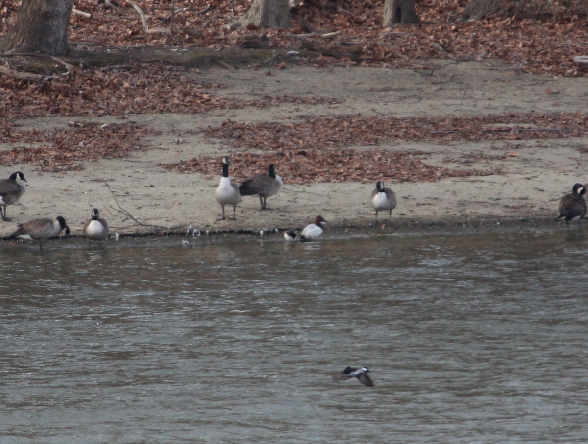 Canvasback - ML517121121