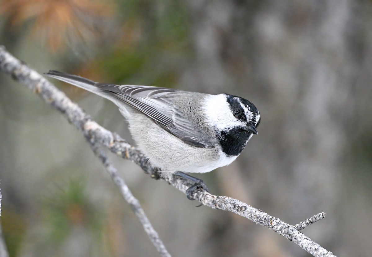 Mountain Chickadee - ML517122361