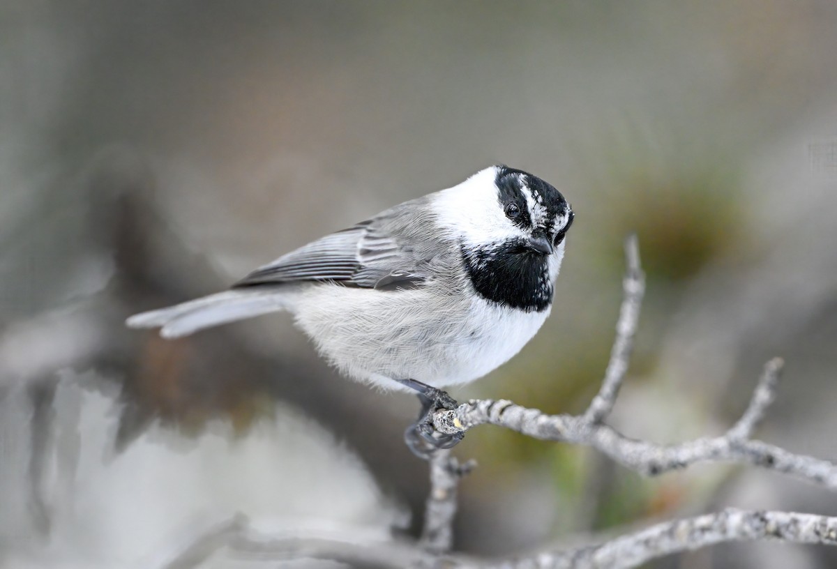 Mountain Chickadee - ML517122401