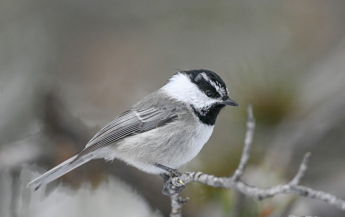 Mountain Chickadee - ML517122421