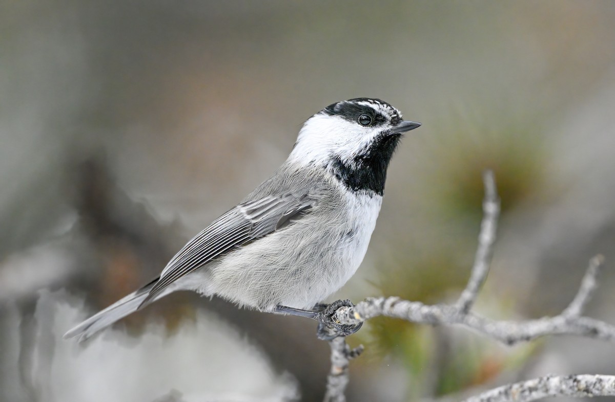 Mountain Chickadee - ML517122451