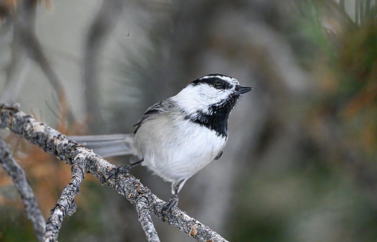 Mountain Chickadee - ML517122501
