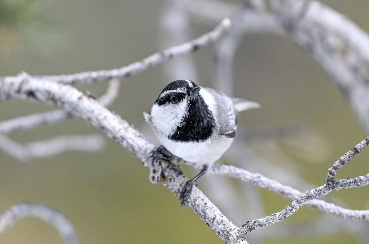 Mountain Chickadee - ML517122591