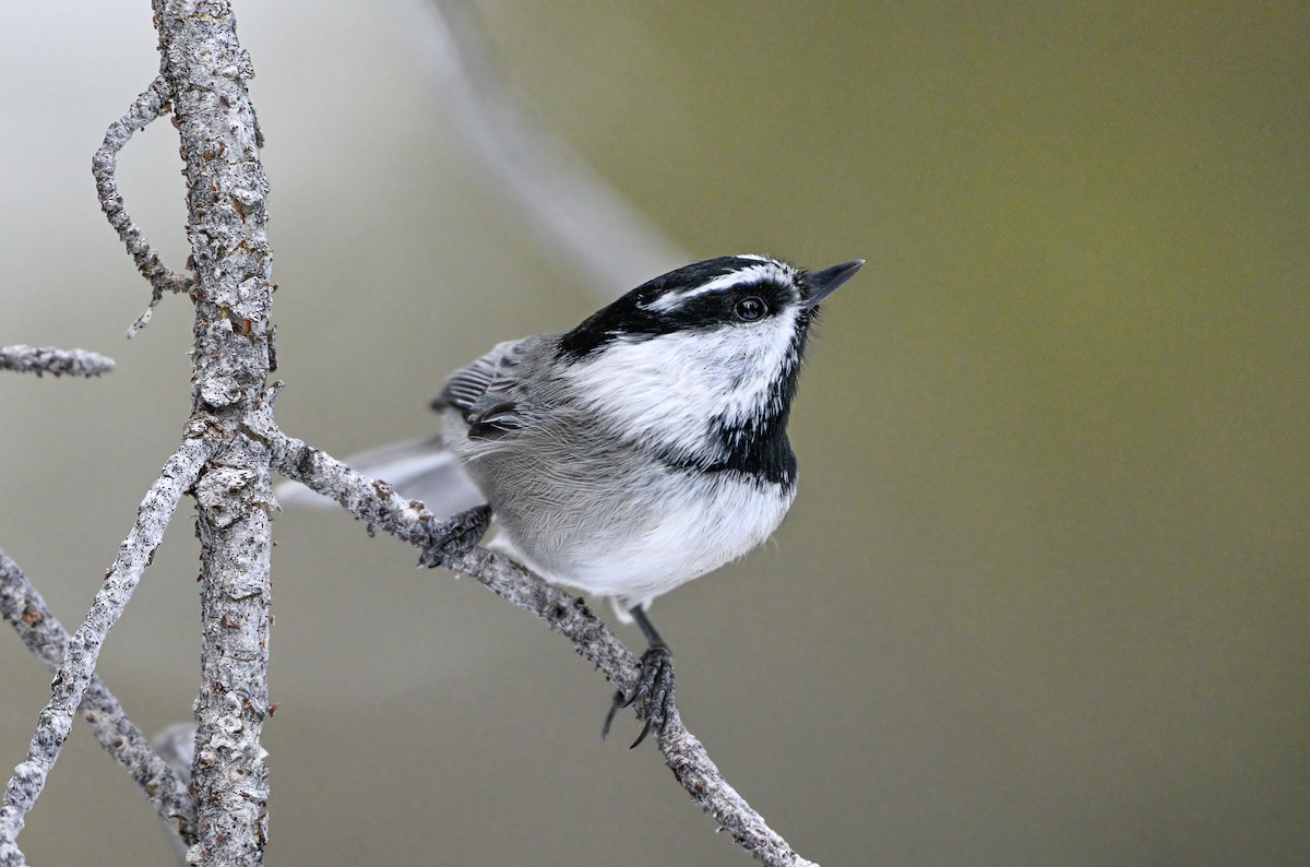 Mountain Chickadee - ML517122651