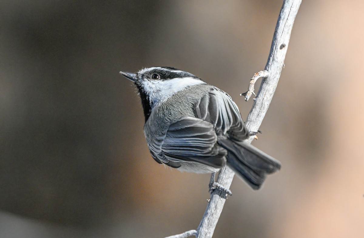 Mountain Chickadee - ML517122661