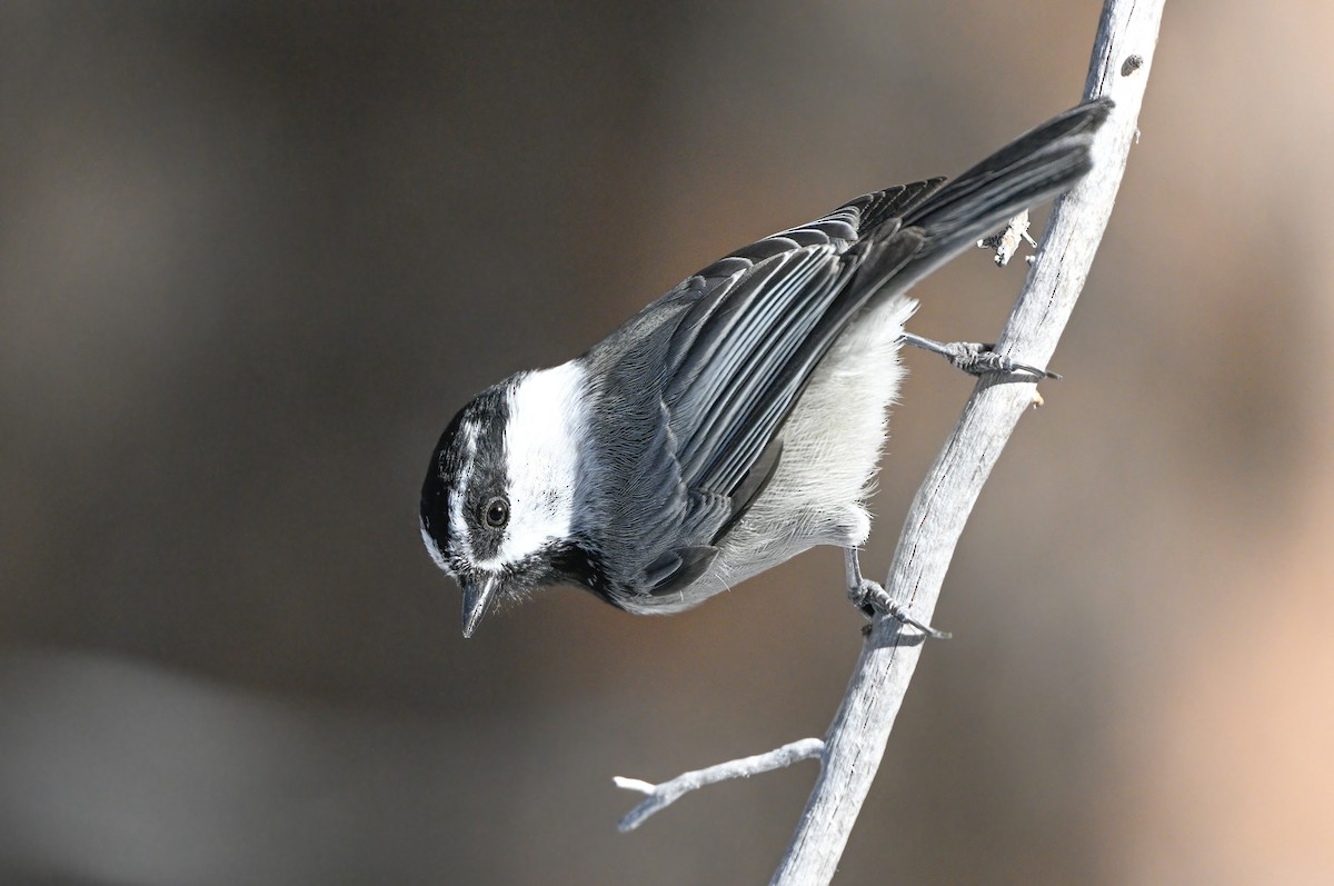 Mountain Chickadee - ML517122671
