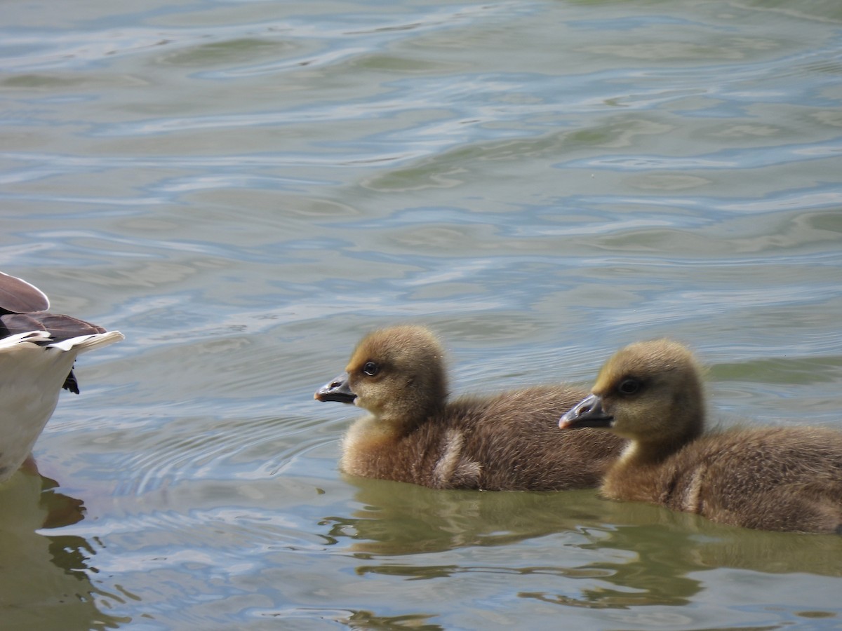 Graylag Goose - ML517124241