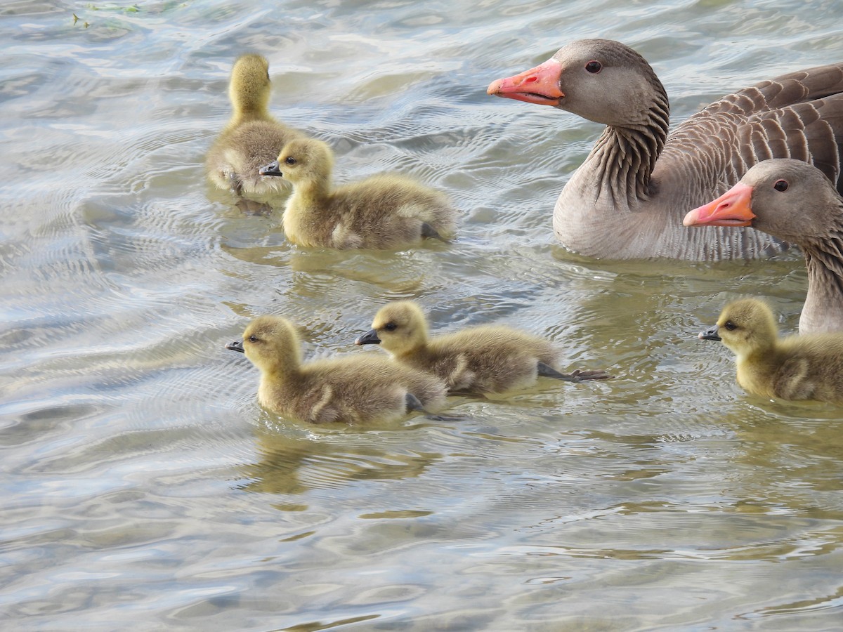 Graylag Goose - ML517124251