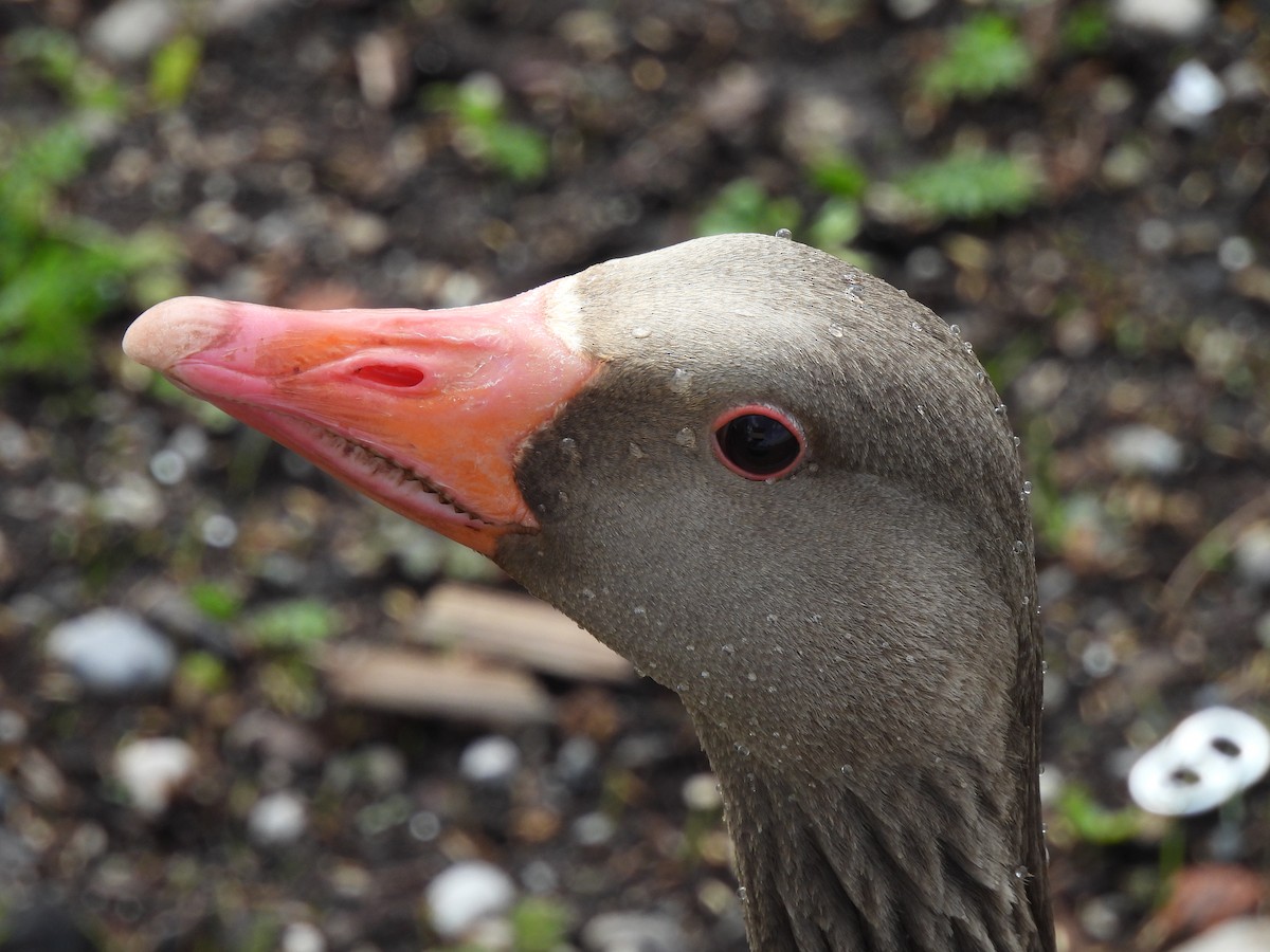 Graylag Goose - ML517124261