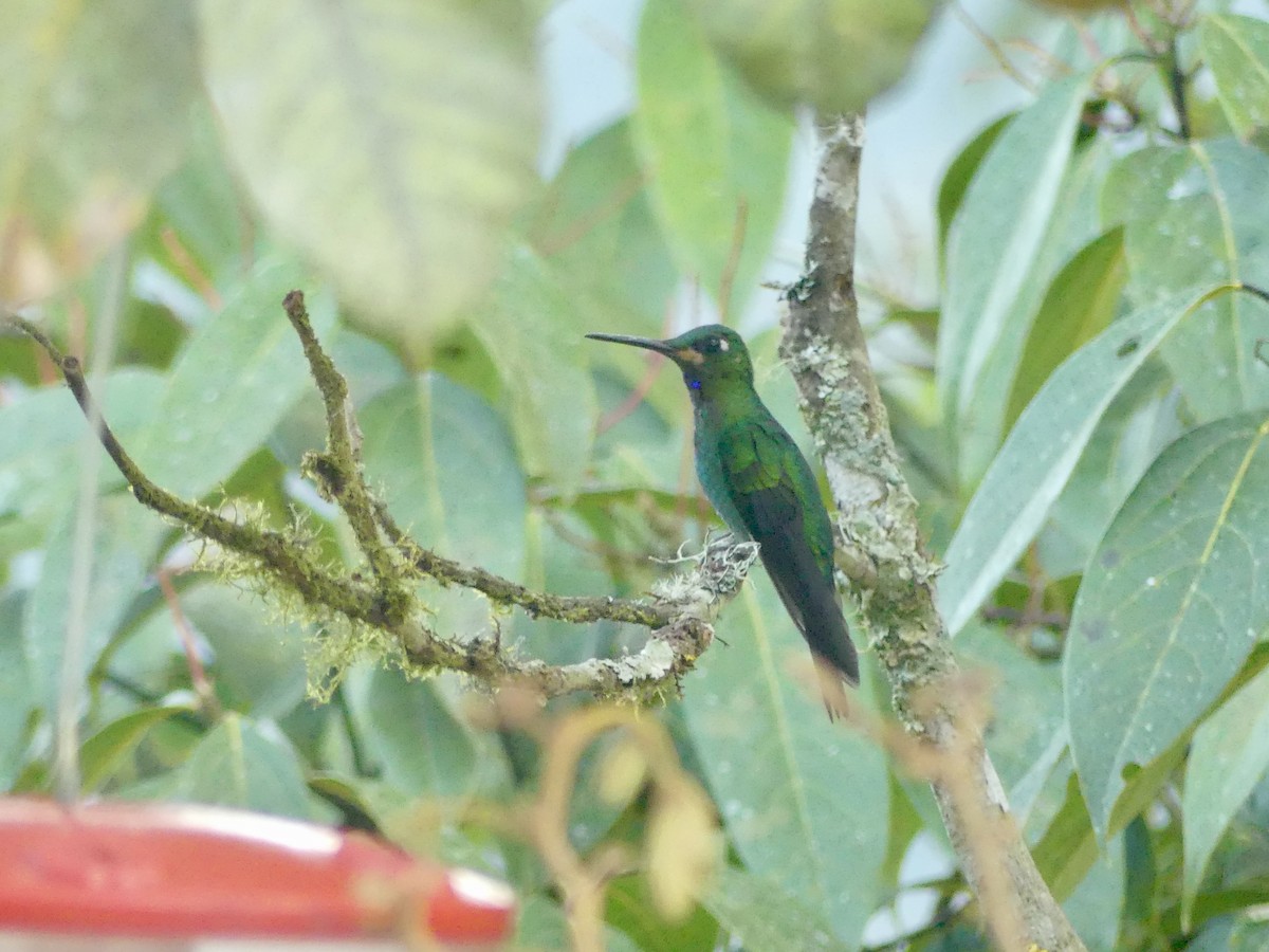 Green-crowned Brilliant - ML517124291