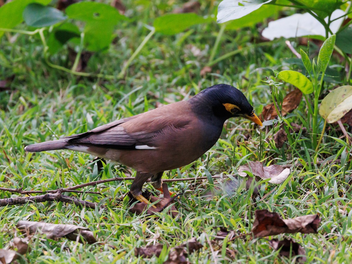 Common Myna - ML517125041