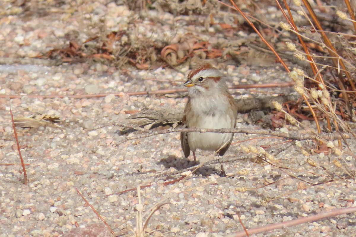 American Tree Sparrow - ML517125171