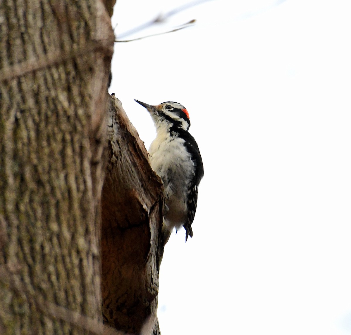 Hairy Woodpecker - ML517126141