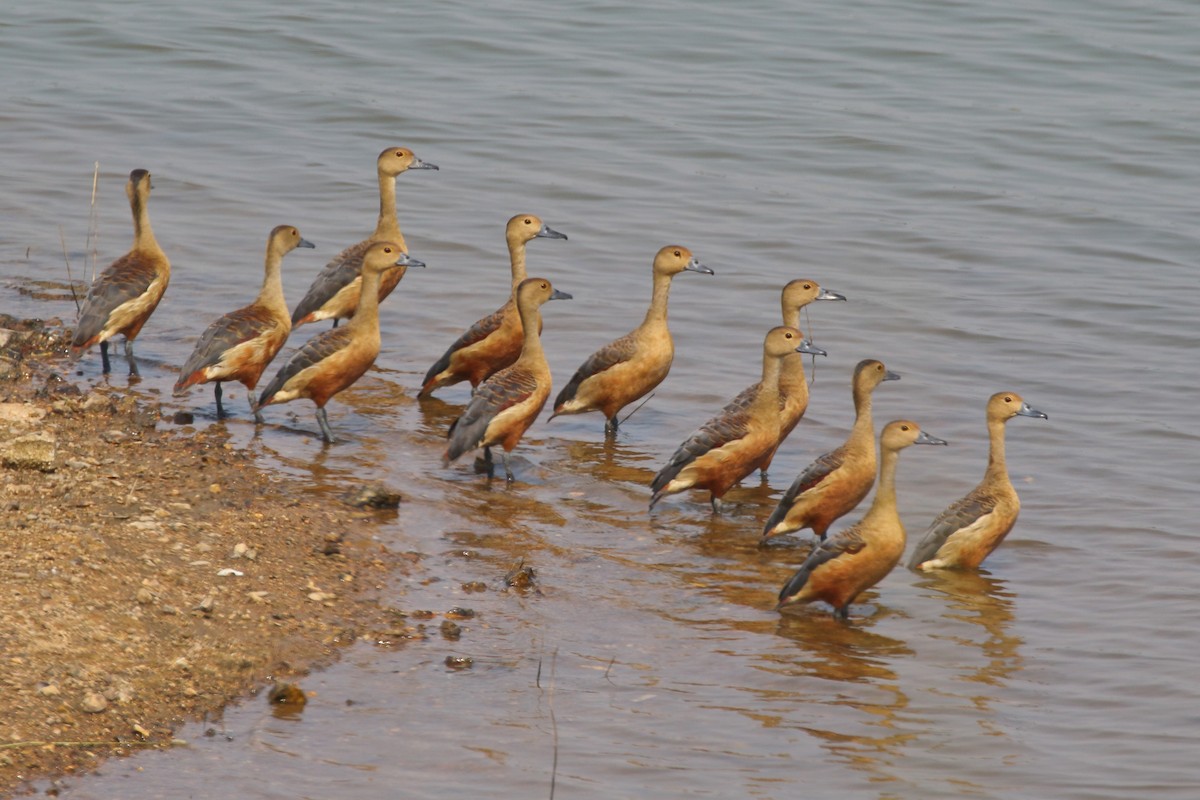 Dendrocygne siffleur - ML517126211