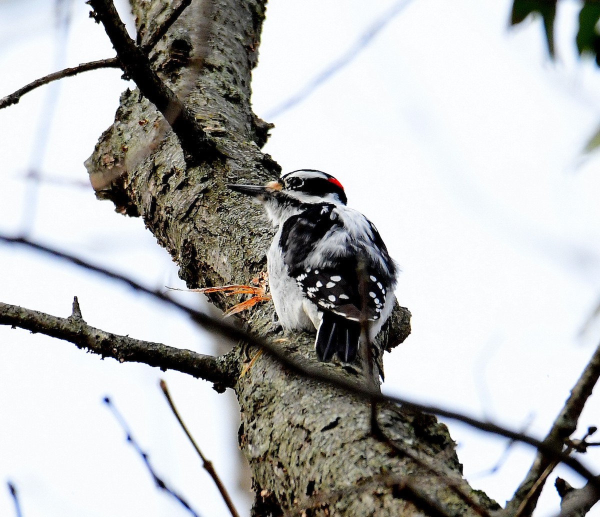 Hairy Woodpecker - ML517126261