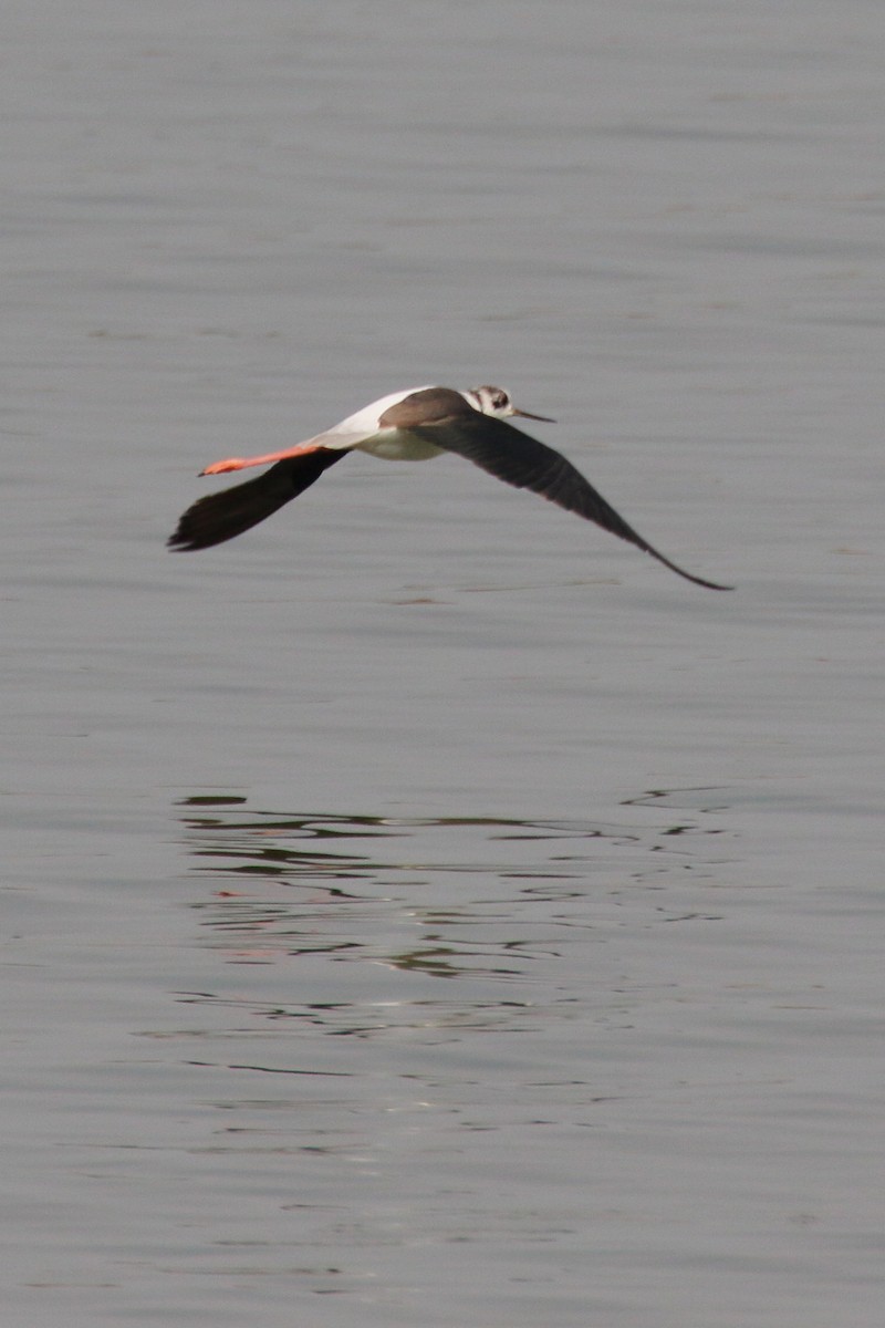 Black-winged Stilt - ML517127511