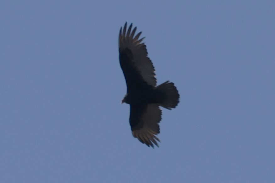 Turkey Vulture - Kathy Richardson