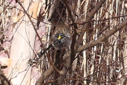 Yellow-rumped Warbler - ML517127581